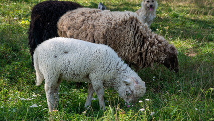 ewe and lamb