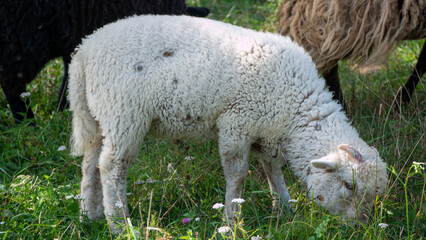 sheep in a field