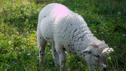 Naklejka na ściany i meble sheep in a meadow