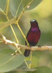 The flowers pecker bird.