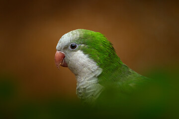 Parrot, green white detail close-up portrait. Monk parakeet, Myiopsitta monachus, in the dark...