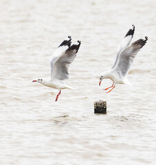 This is the seagull.