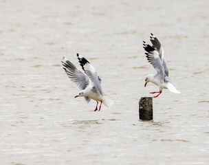 This is the seagull.
