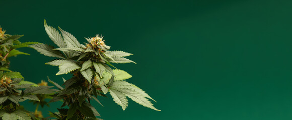 plant sativa cannabis beautiful background of the theme of legalization and medical hemp in the world - obrazy, fototapety, plakaty