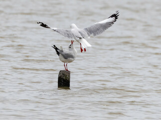 This is the seagull.