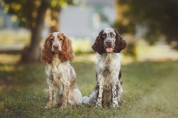 dog american cocker spaniel and english springer spaniel dog in the park
