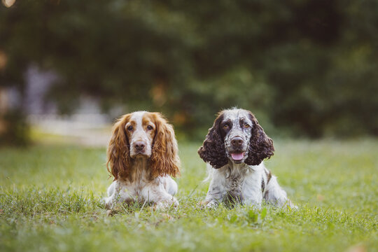 dog american cocker spaniel and english springer spaniel dog in the park
