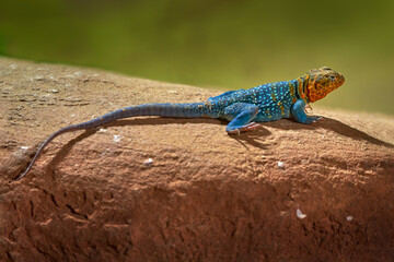 Mexico wildlife. Crotaphytus collaris, Eastern Collared Lizard, on the old tree trunk. Reptile in...