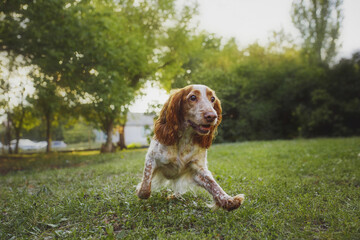 dog american cocker spaniel dog in the park