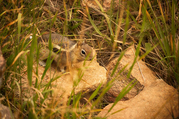 Chipmunk at Rocky Mountain National Park