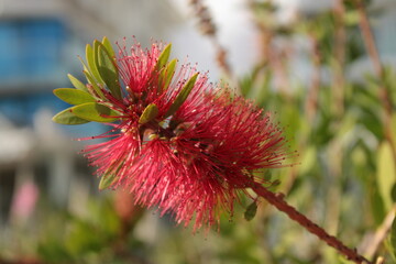 Rote flauschige Blume