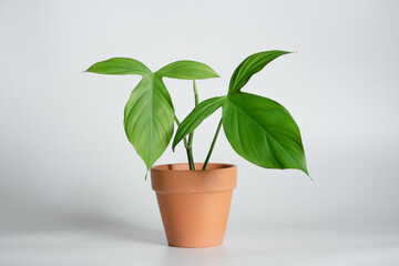 Philodendron Camposportoanum plant in terracotta pot isolated with white background