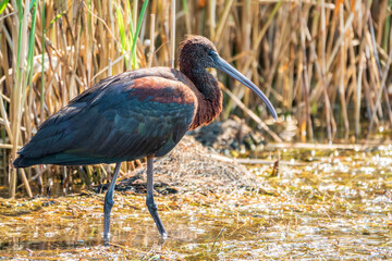 The glossy ibis, latin name Plegadis falcinellus, searching for food in the shallow lagoon.