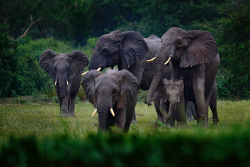 Obraz premium Elephants in rain. Elephant in Murchison Falls NP, Uganda. Big Mammal in the green grass, forest vegetation in the background. Elephant watewr walk in the nature habitat. Uganda wildlife, Africa.