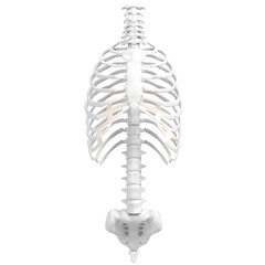 3d rendering illustration of human spine, torso and rib cage bones © Francesco Milanese