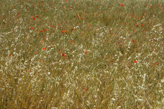 Getreidefeld in der Provence, Südfrankreich