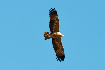 Aigle ravisseur,.Aquila rapax, Tawny Eagle