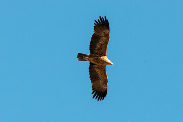 Aigle ravisseur,.Aquila rapax, Tawny Eagle
