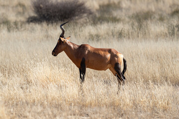 Bubale caama, Alcelaphus caama, Parc national du Kalahari, Afrique du Sud