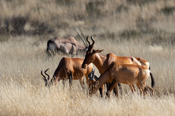 Bubale caama, Alcelaphus caama, Parc national du Kalahari, Afrique du Sud
