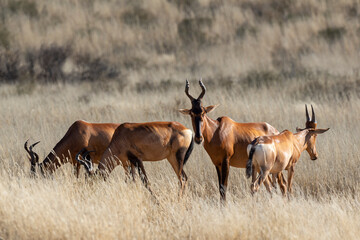Bubale caama, Alcelaphus caama, Parc national du Kalahari, Afrique du Sud