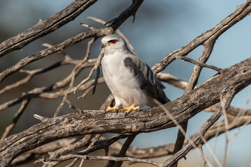 Elanion blanc, .Elanus caeruleus, Black winged Kite