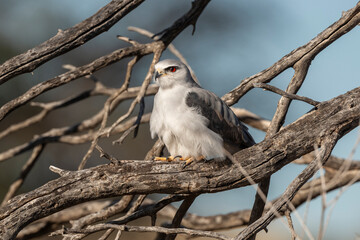Elanion blanc, .Elanus caeruleus, Black winged Kite