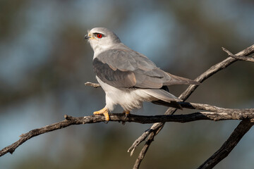 Elanion blanc, .Elanus caeruleus, Black winged Kite