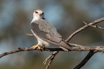 Elanion blanc, .Elanus caeruleus, Black winged Kite