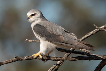 Elanion blanc, .Elanus caeruleus, Black winged Kite