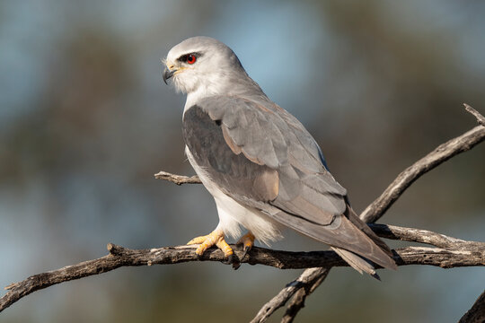 Elanion blanc, .Elanus caeruleus, Black winged Kite