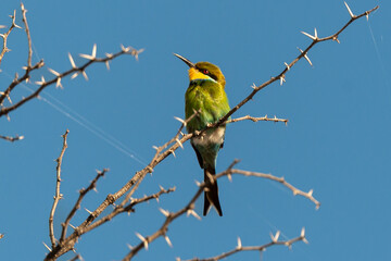 Guêpier à queue d'aronde,.Merops hirundineus, Swallow tailed Bee eater