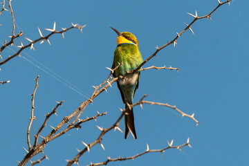 Guêpier à queue d'aronde,.Merops hirundineus, Swallow tailed Bee eater