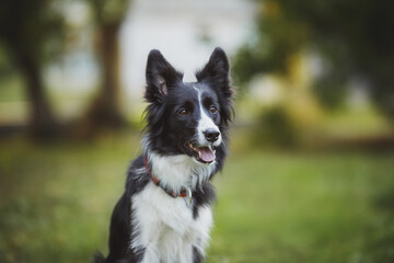 dog Border Collie	portraitin the park