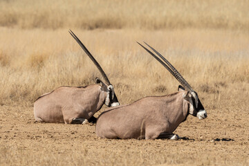 oryx gazelle, gemsbok, Oryx gazella, Parc national Kalahari, Afrique du Sud