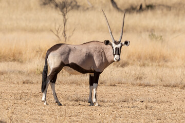 oryx gazelle, gemsbok, Oryx gazella, Parc national Kalahari, Afrique du Sud