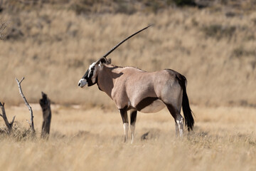 oryx gazelle, gemsbok, Oryx gazella, Parc national Kalahari, Afrique du Sud