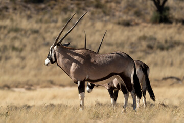 oryx gazelle, gemsbok, Oryx gazella, Parc national Kalahari, Afrique du Sud