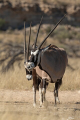 oryx gazelle, gemsbok, Oryx gazella, Parc national Kalahari, Afrique du Sud