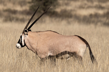 oryx gazelle, gemsbok, Oryx gazella, Parc national Kalahari, Afrique du Sud
