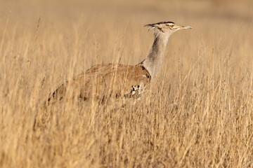 Outarde kori, Ardeotis kori, Kori Bustard, Afrique du Sud