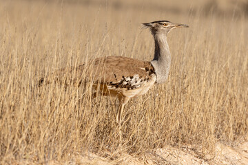 Outarde kori, Ardeotis kori, Kori Bustard, Afrique du Sud