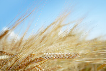 Wheat grain on sunlit golden field with blue sky. Summer or autumn grain crop season. Harvest landscape. Wheat and rye. Gluten. Agriculture and farming. Grain drain. Pesticides