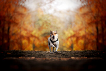 Autumn. Jack Russell running in the forest in autumn weather.