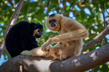 Monos araña en las ramas