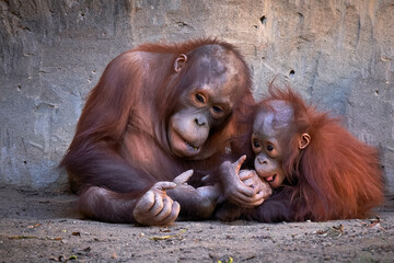 Crias de Orangután sentados y jugando