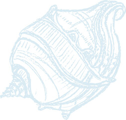 Chalk imprints of fossil seashell of prehistoric sea animal snail Gray archeology fragments. Set of realistic hand drawn sketch art. PNG illustration