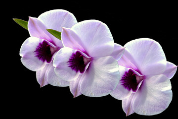 Fototapeta na wymiar White orchid on white background.