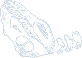 Chalk imprints of fossil of prehistoric animal dinosaur, bird, lizard, fish. Gray archeology fragments. Set of realistic hand drawn sketch art. PNG illustration