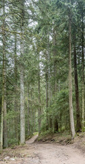 Fototapeta premium winding dirt raod among tall trees in Black Forest near Lauterbach, Germany